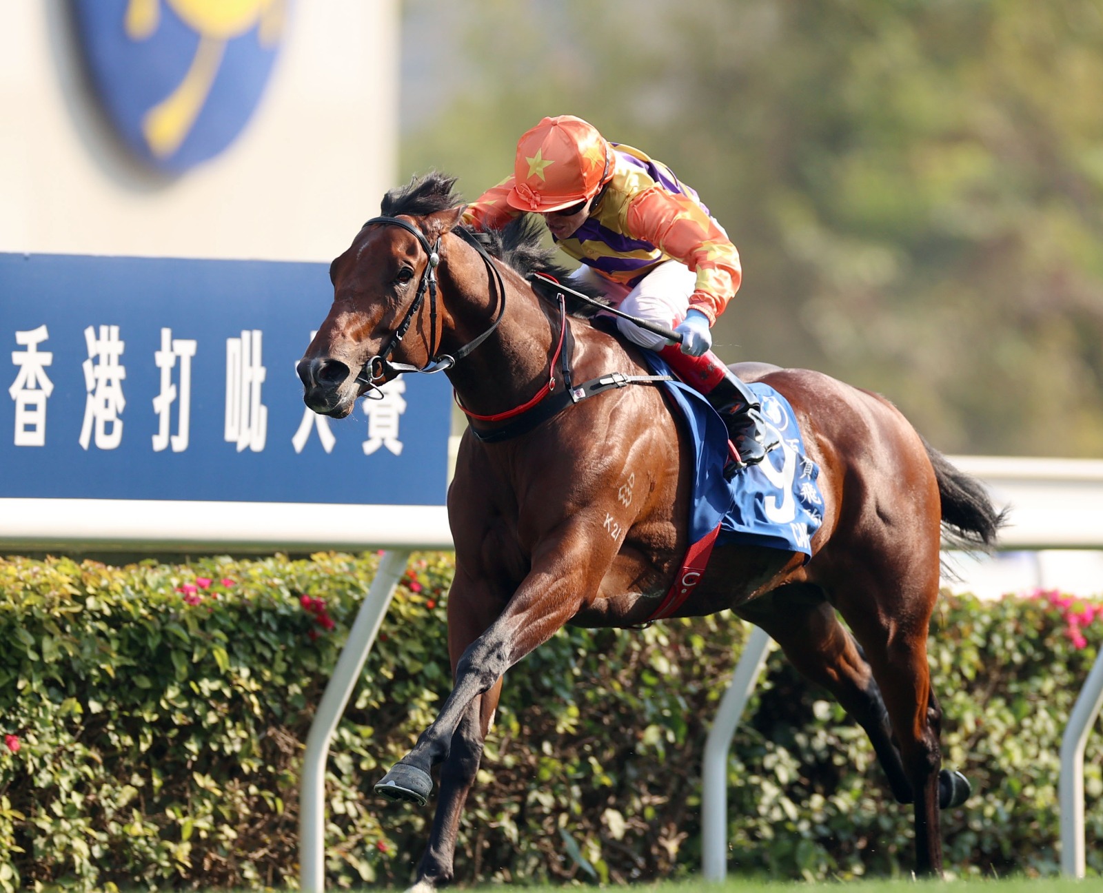 Cap Ferrat and Chancheng Glory training ahead of the Sa Sa Ladies’ Purse at Sha Tin