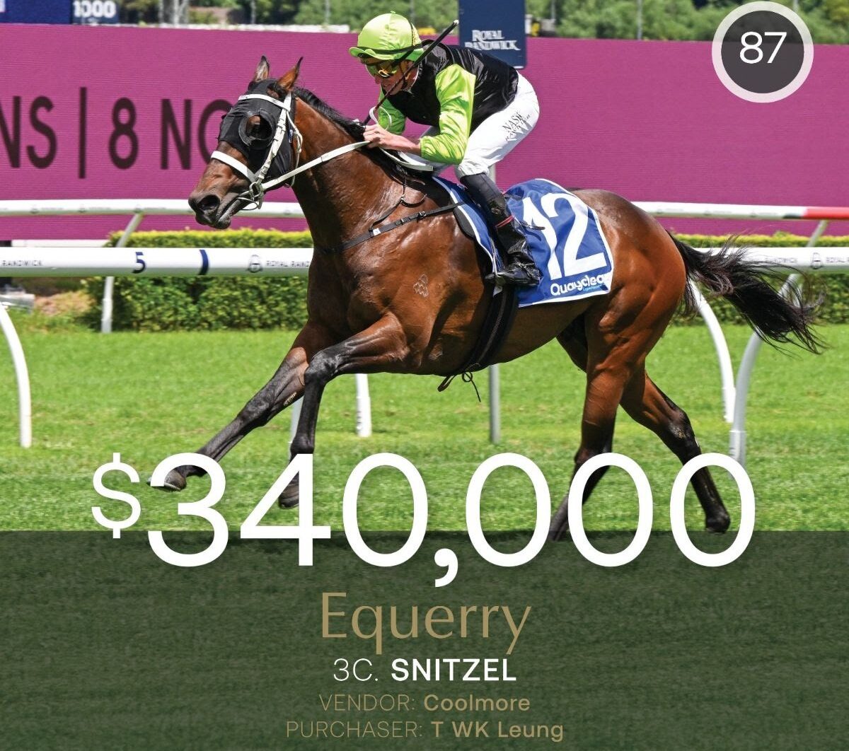 Equerry the horse after winning at Randwick before being sold at Inglis Digital Sale