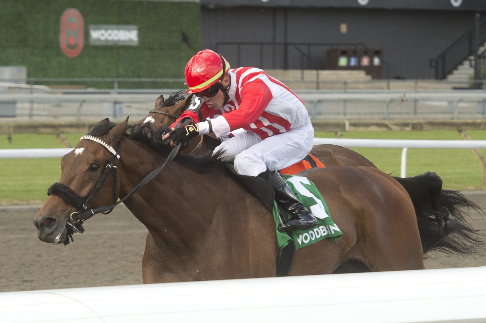 Cool Kiss prepares for the Grade 3 Autumn Stakes at Woodbine