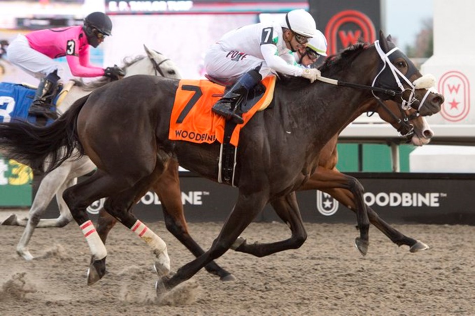 Woodbine All-Weather Track November 14 race day preview with horses and jockeys in action