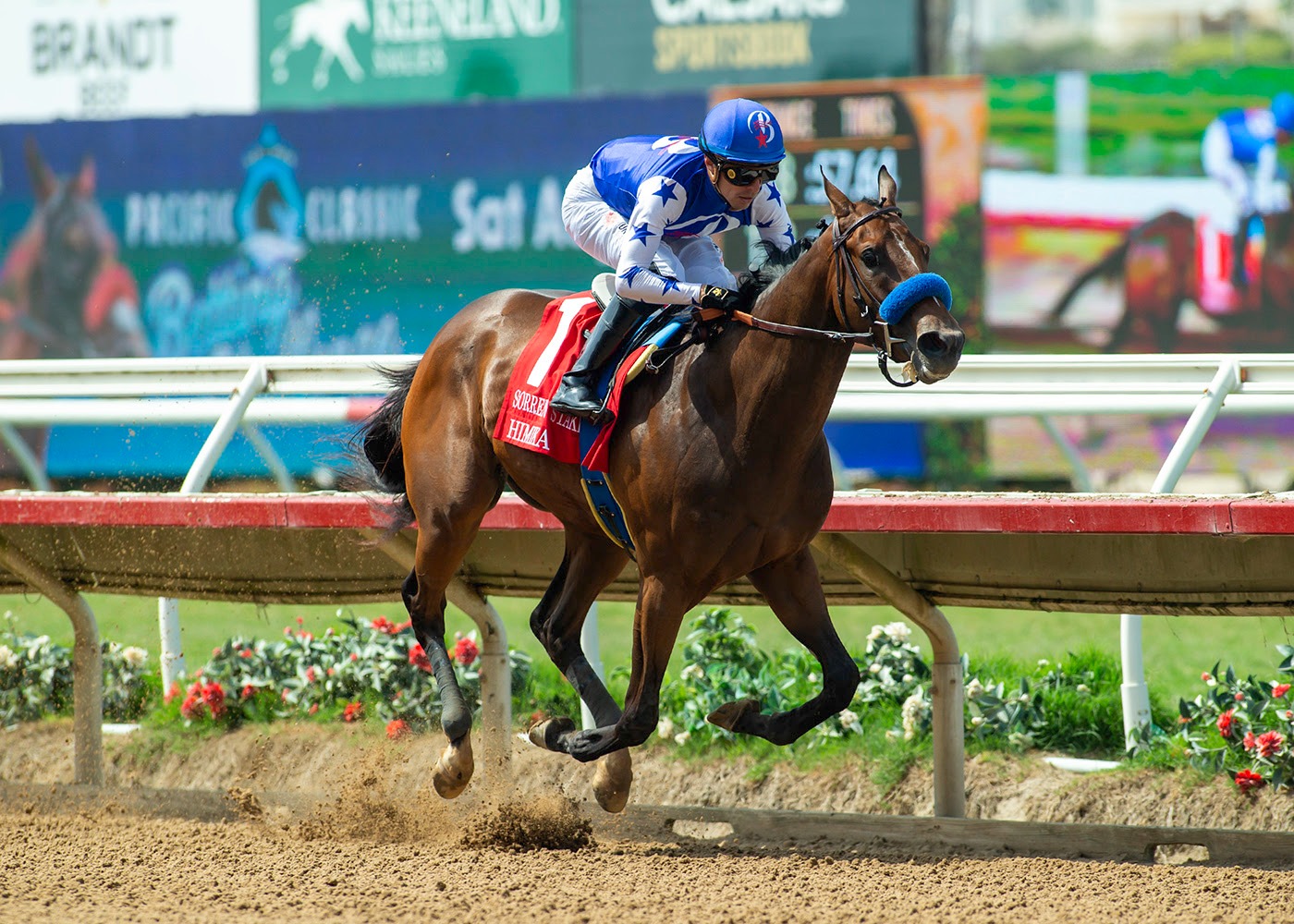 Himika preparing for the Desi Arnaz Stakes at Del Mar