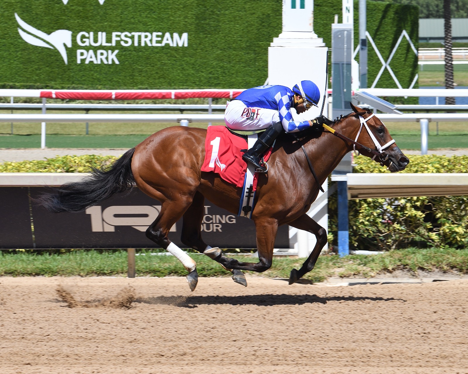 Tessellate training ahead of the Juvenile Fillies Sprint at Gulfstream Park