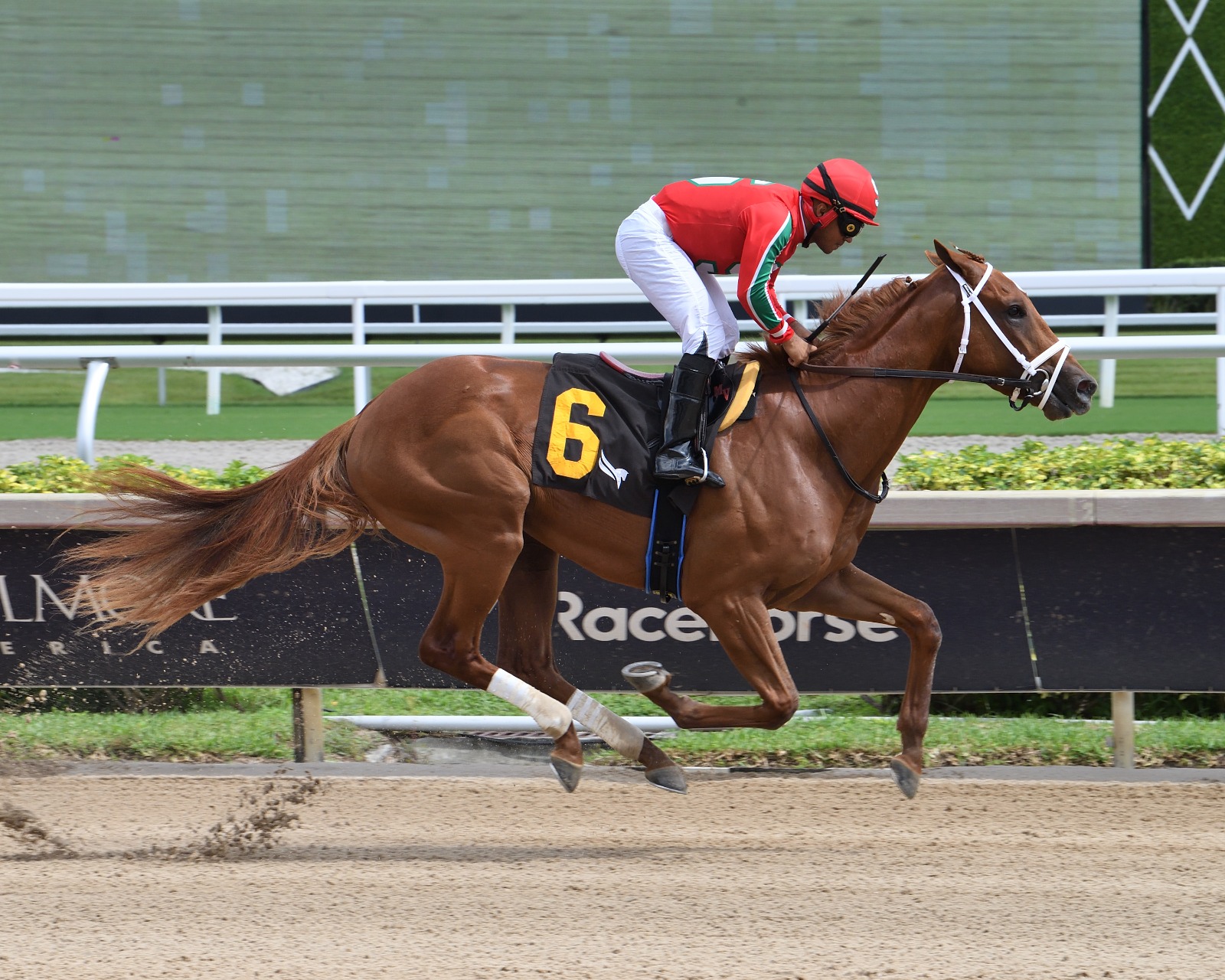 Khozalite and Prost preparing for the In Reality Stakes at Palm Meadows