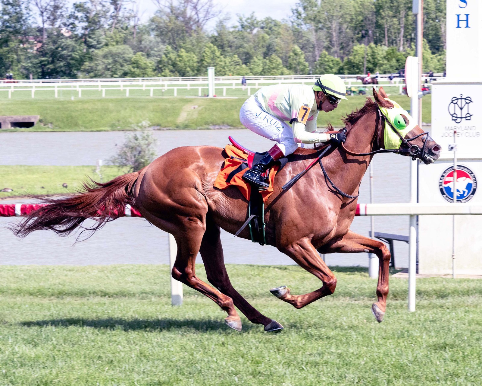 Knockanara preparing for the Chasing Artie handicap at Gulfstream Park