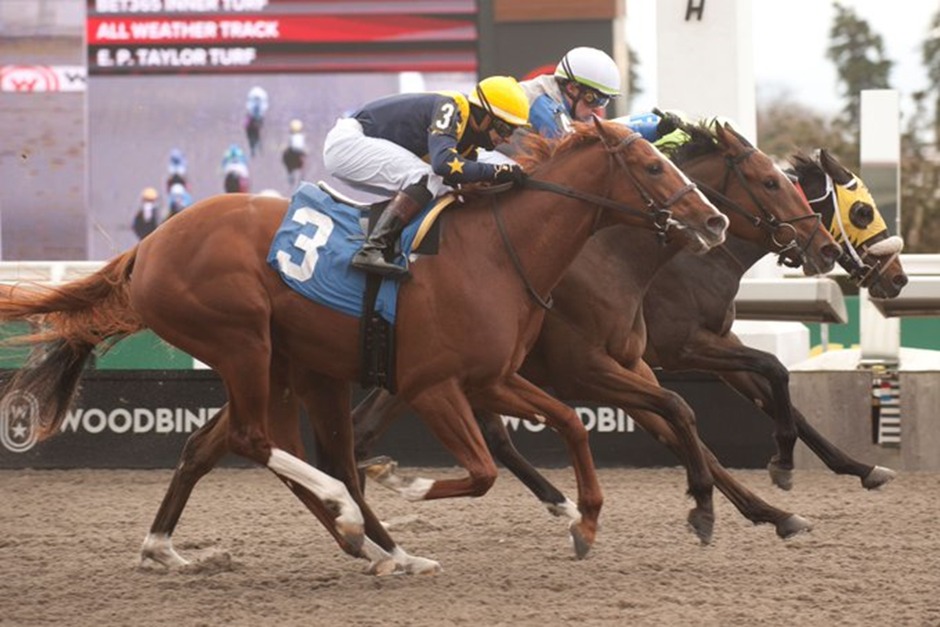 Woodbine Racetrack horses lined up for the November 23 races