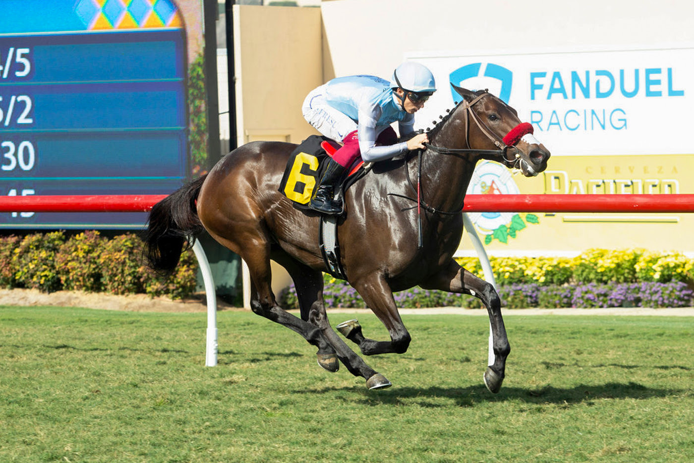 Hypergamy ready for the Jimmy Durante Stakes at Del Mar