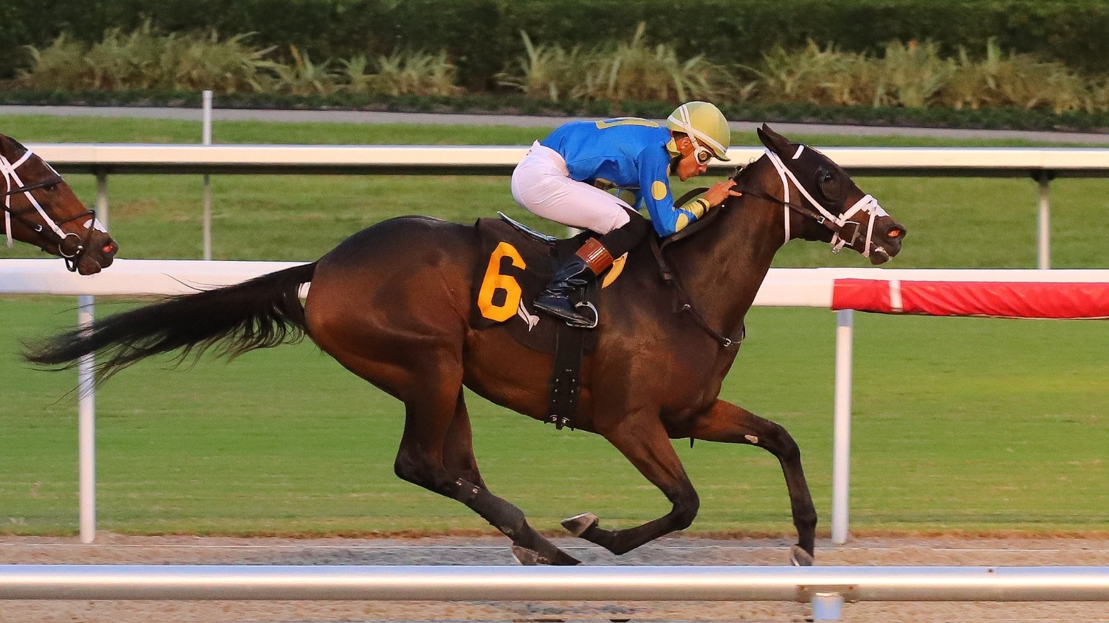 D’Angelo Strength in Numbers Pulpit Stakes Preview