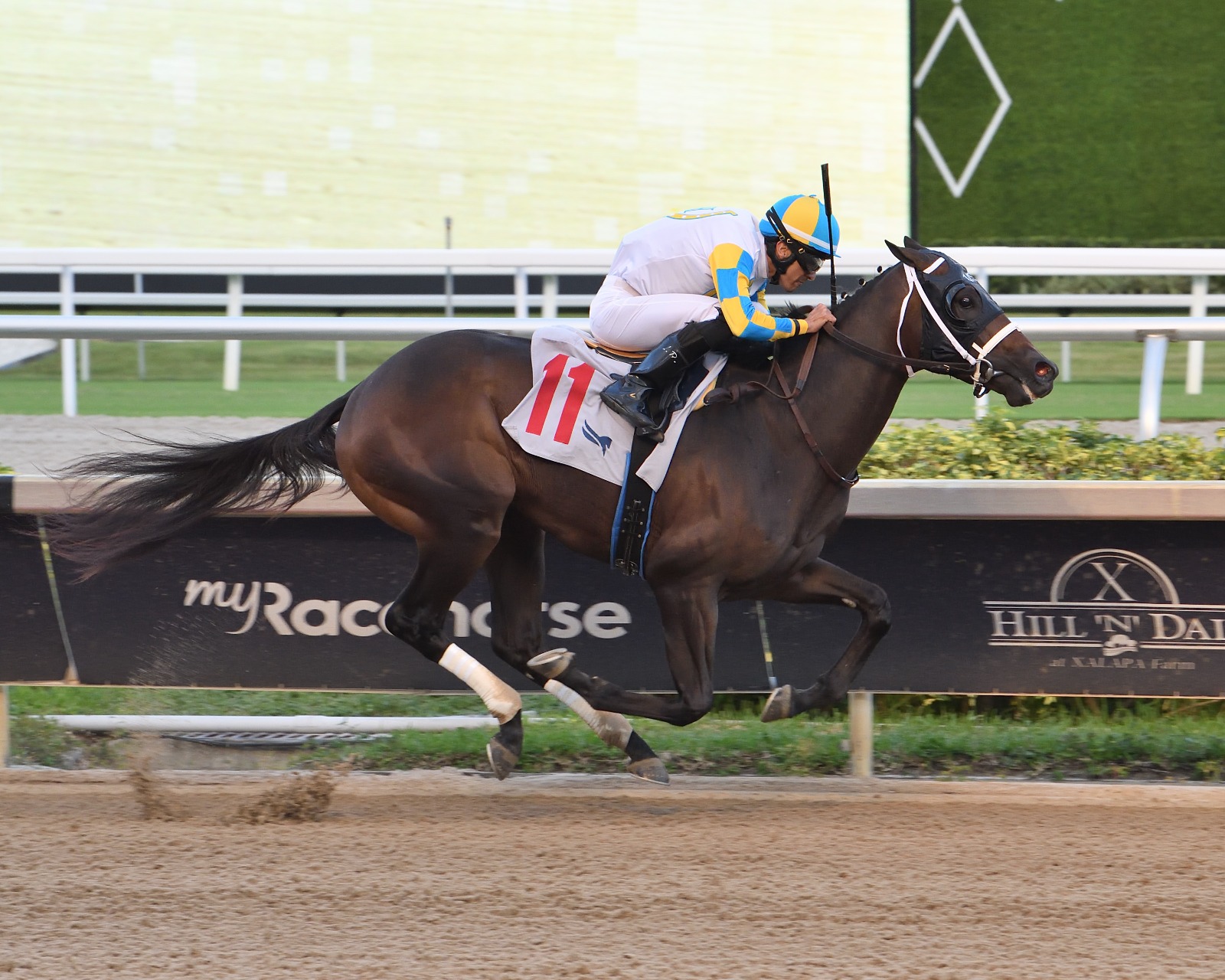 Jose D’Angelo hopes to continue an amazing year in Sire Stakes with Khozalite and Prost preparing for In Reality Stakes.