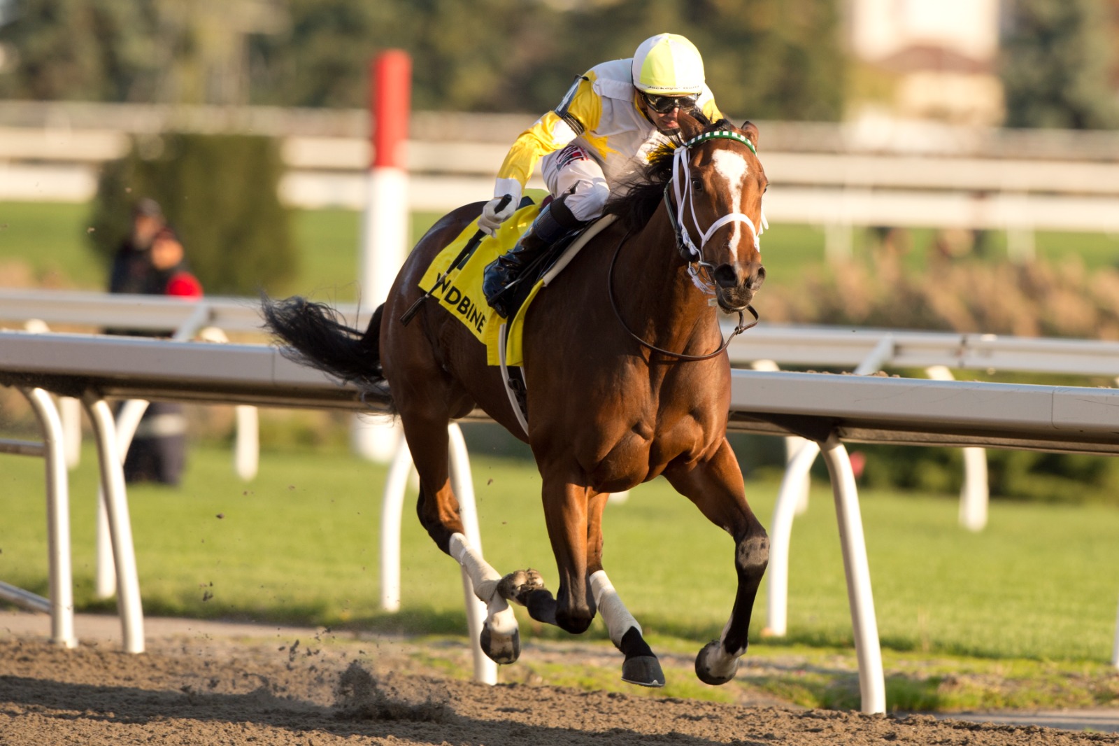 Woodbine Racetrack horses preparing for November 29 card