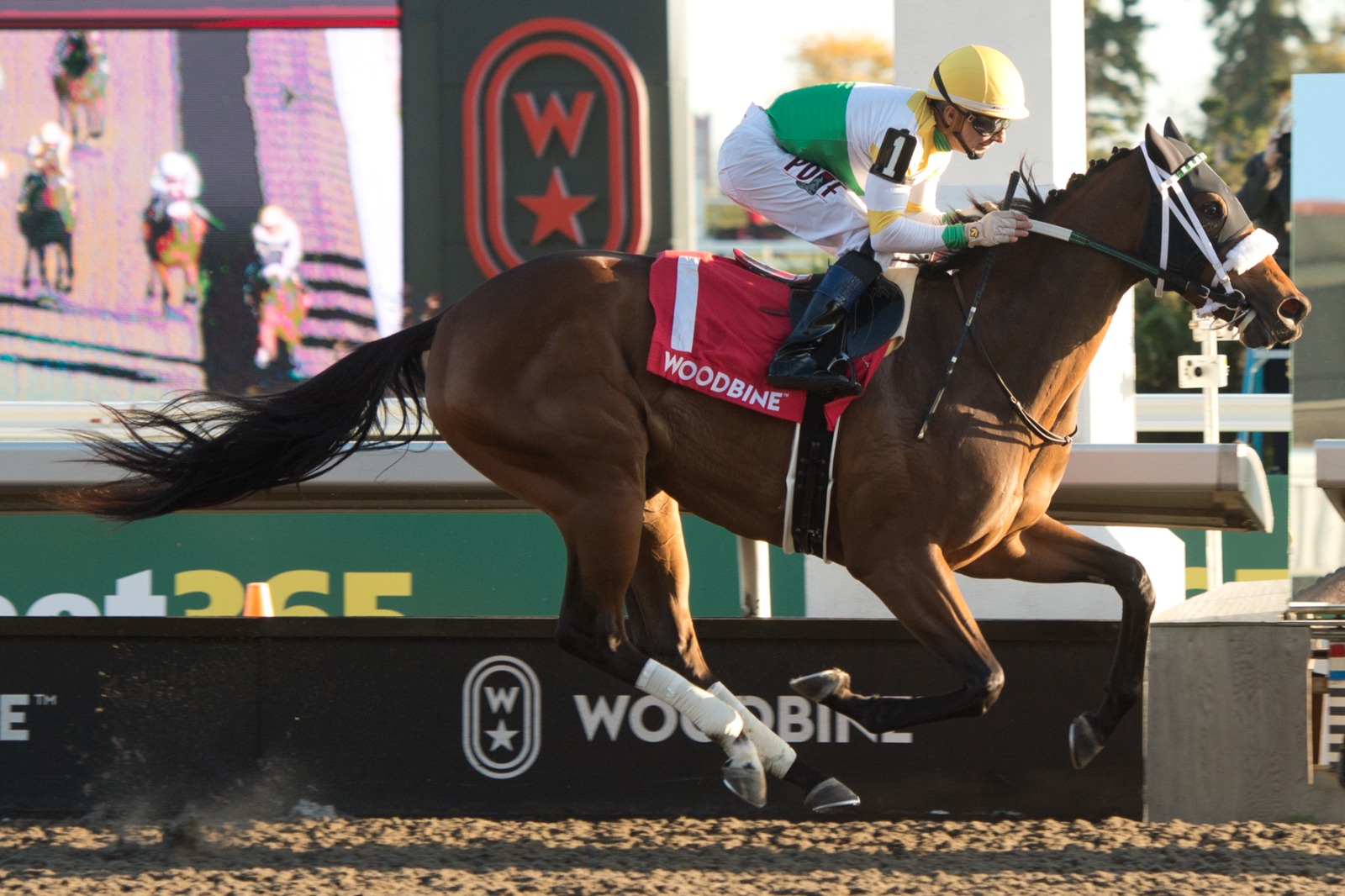 Coronation Futurity contenders at Woodbine 2025