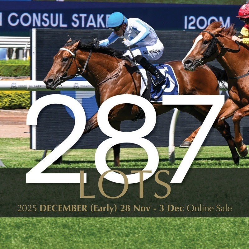 December Early Online Sale: Shares in leading young colts headline catalogue