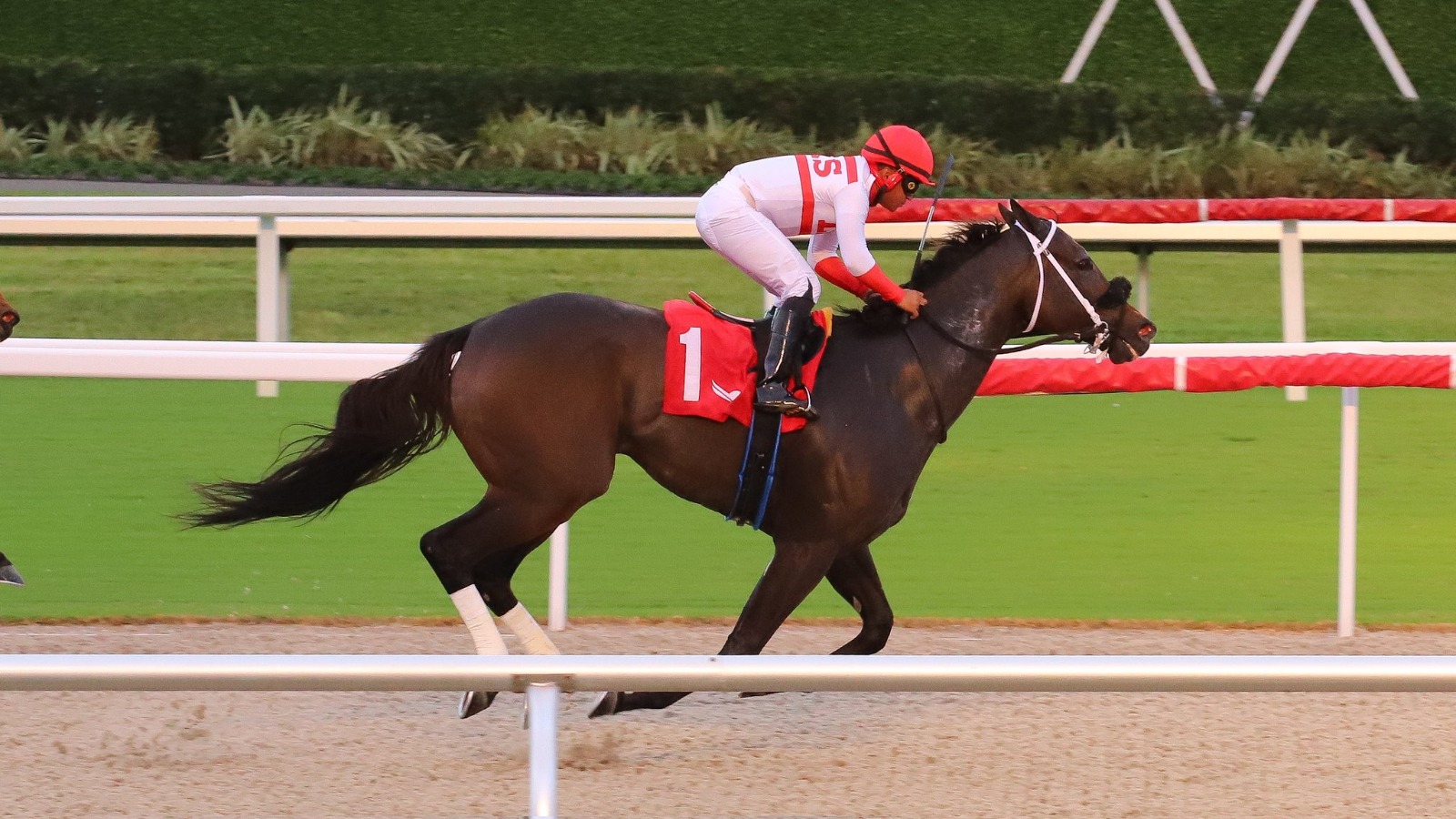 Rainbow 6 jackpot pool Gulfstream Park — Friday’s projected $275,000 jackpot as Behold the King faces Skipping Stars in Pulpit Stakes rematch