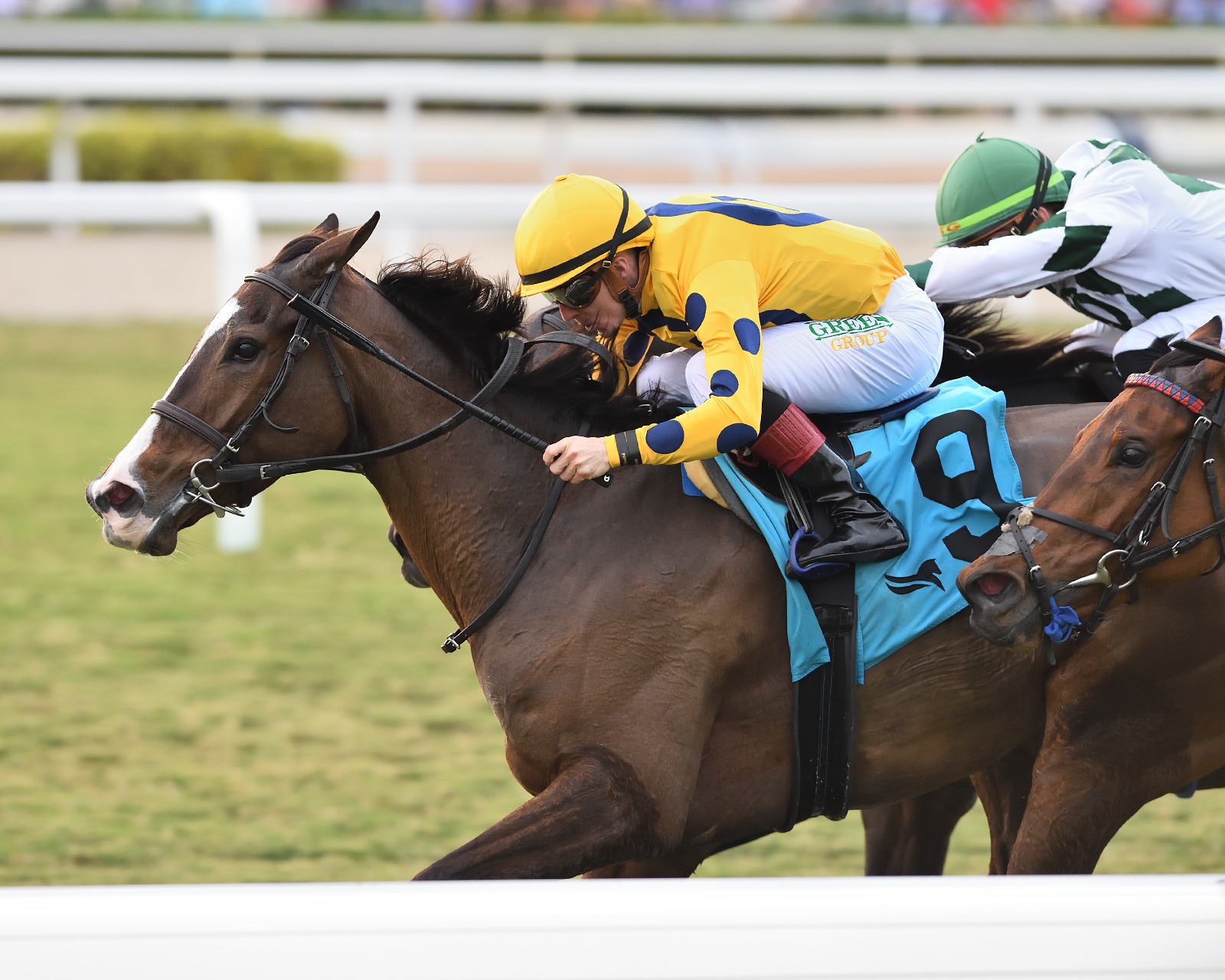 La Mehana in action for Gulfstream Park Racecards 24 December