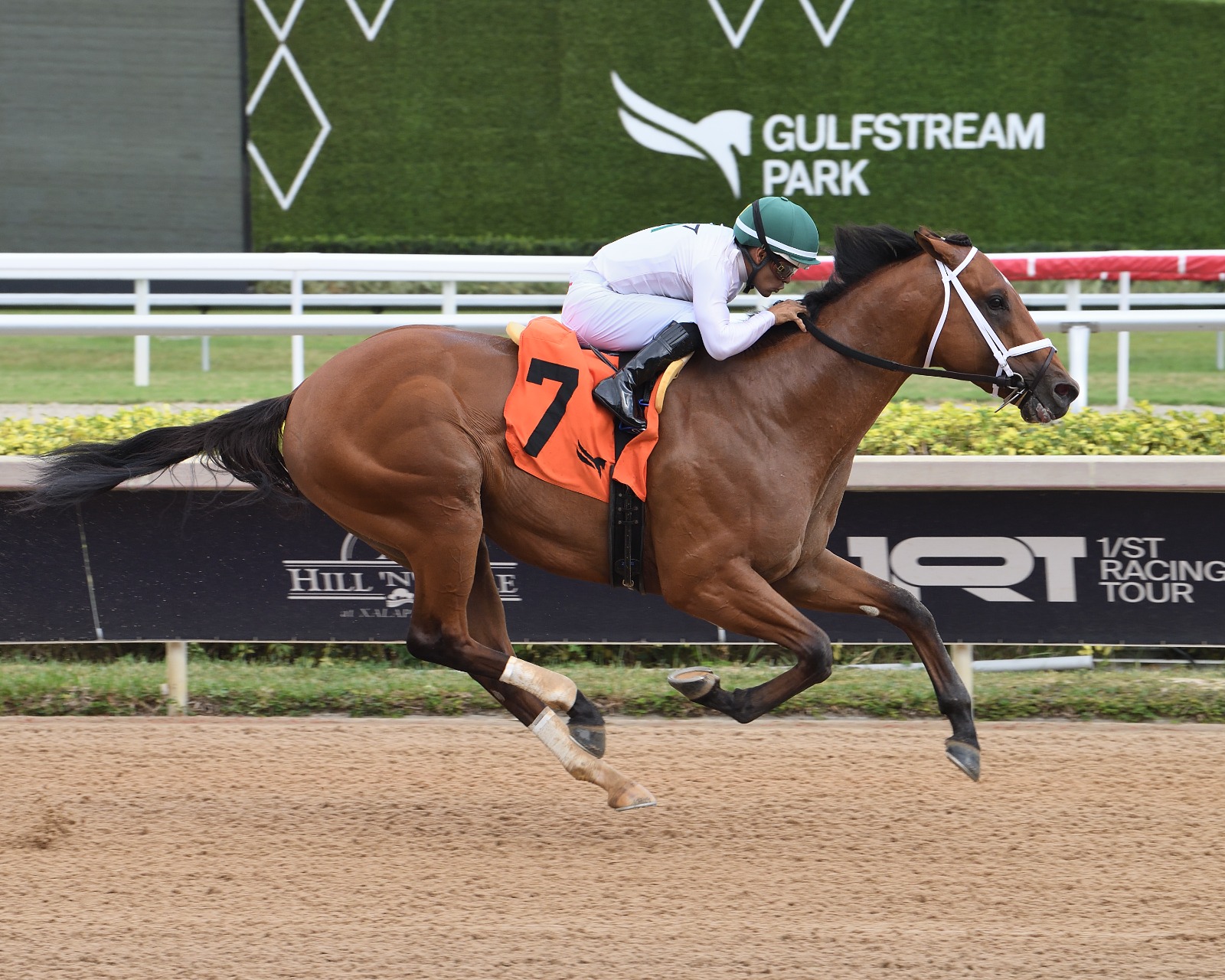 Florida Derby winner return Tappan Street at Gulfstream Park