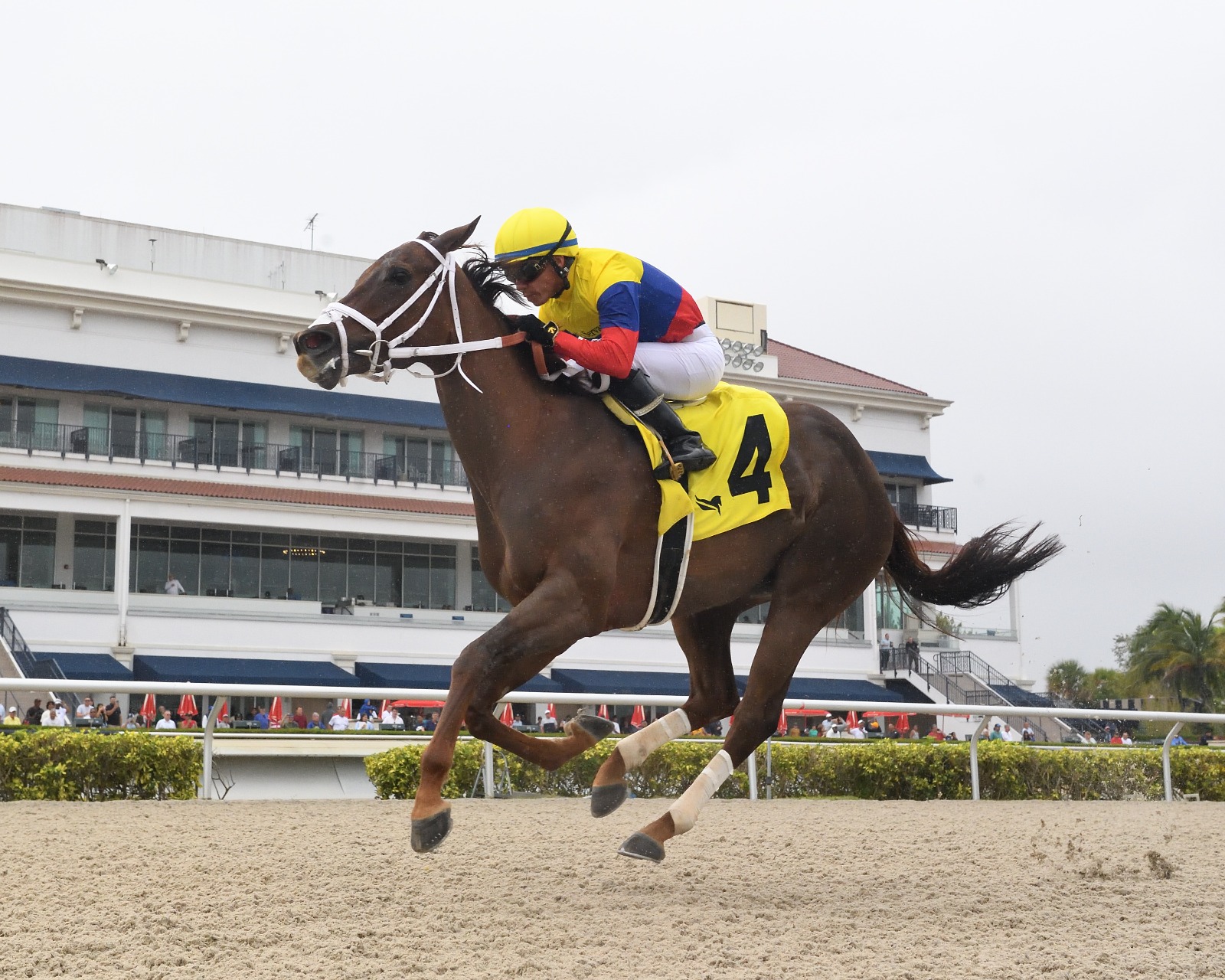 Great Venezuela surging clear to win the Islamorada sprint at Gulfstream Park