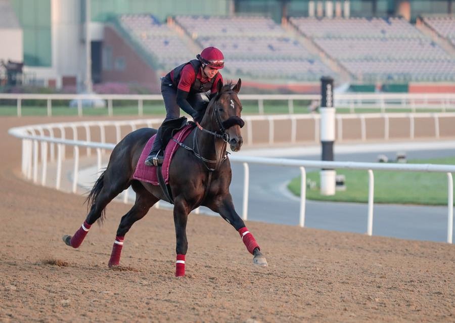 Mufasa training at Meydan ahead of Dubai Racing Carnival sprint clash