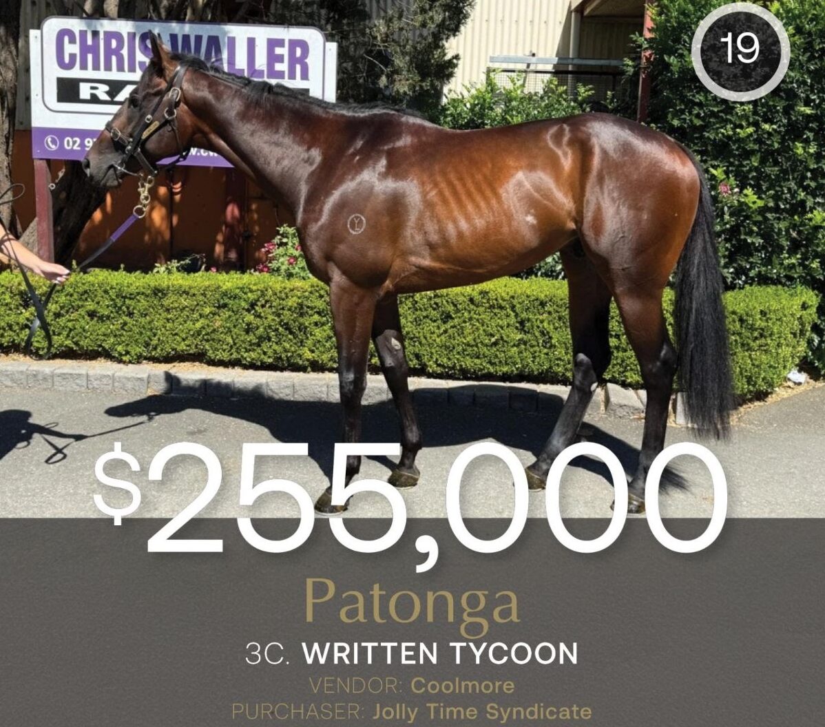 Patonga Heads to Hong Kong After December (Early) Sale