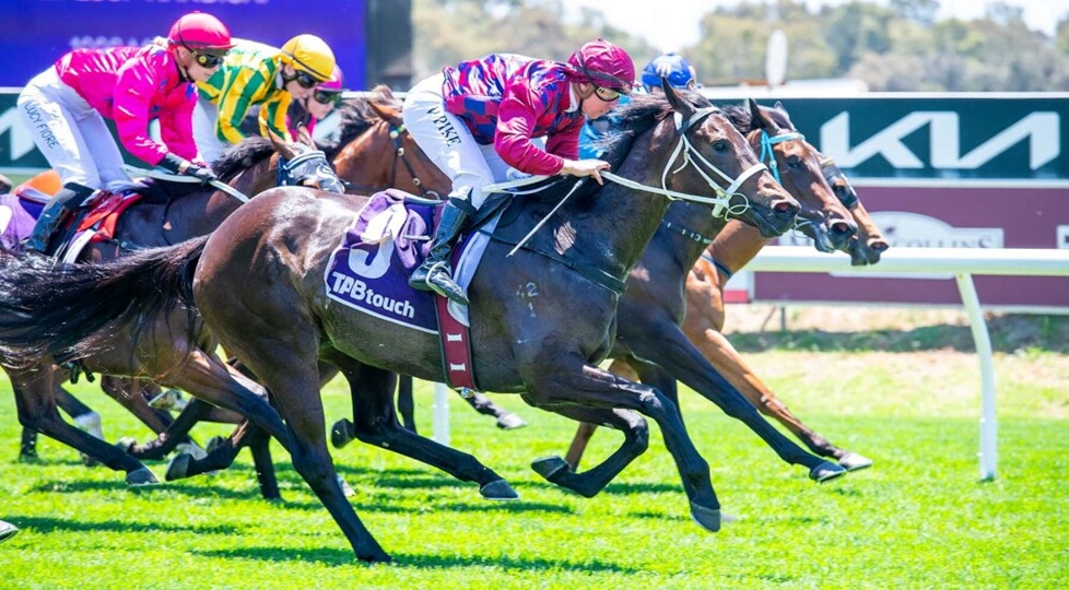 Belmont race card december 3 – horses parade before the start of the midweek meeting