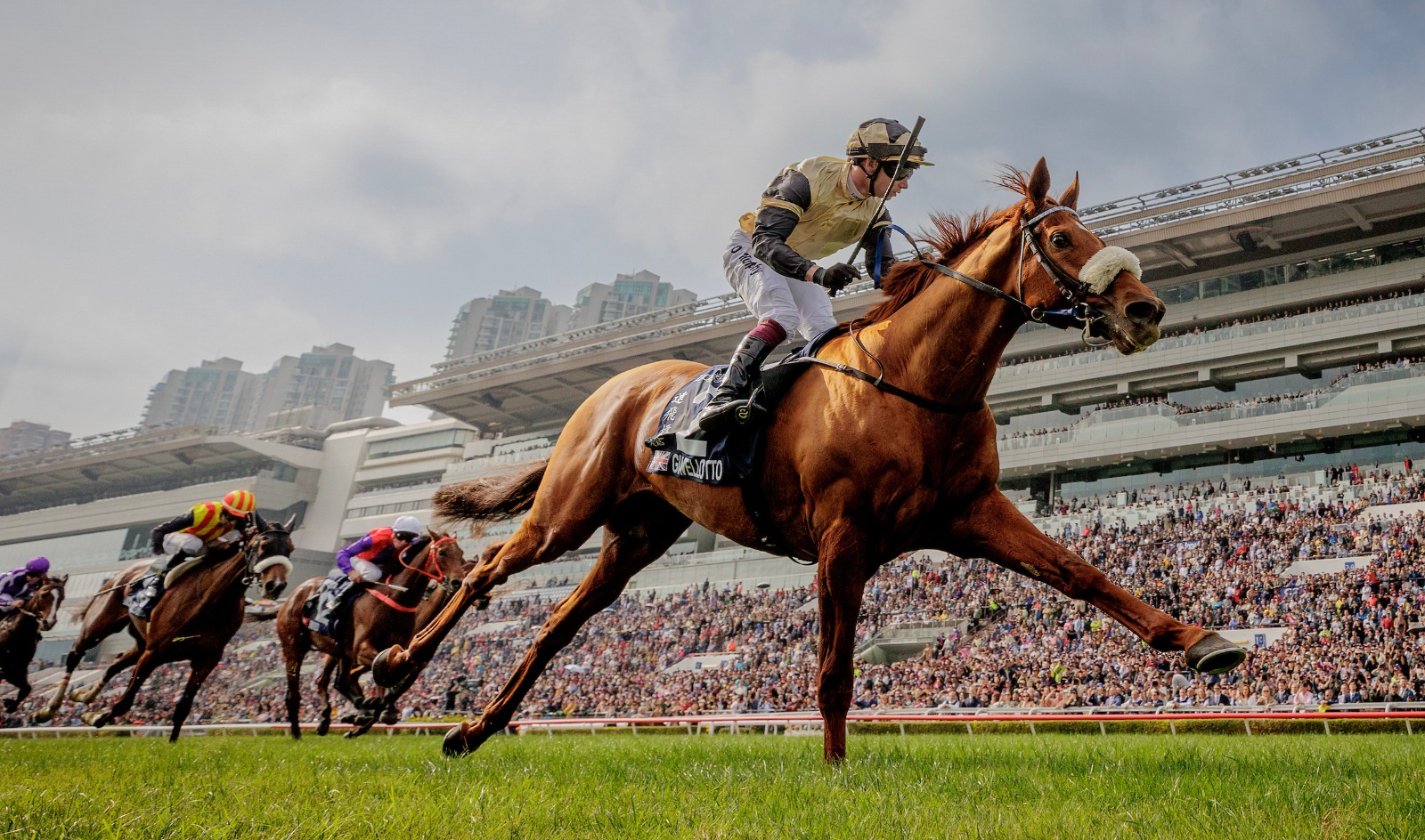 Giavellotto preparing for Hong Kong Vase 2025 at Sha Tin