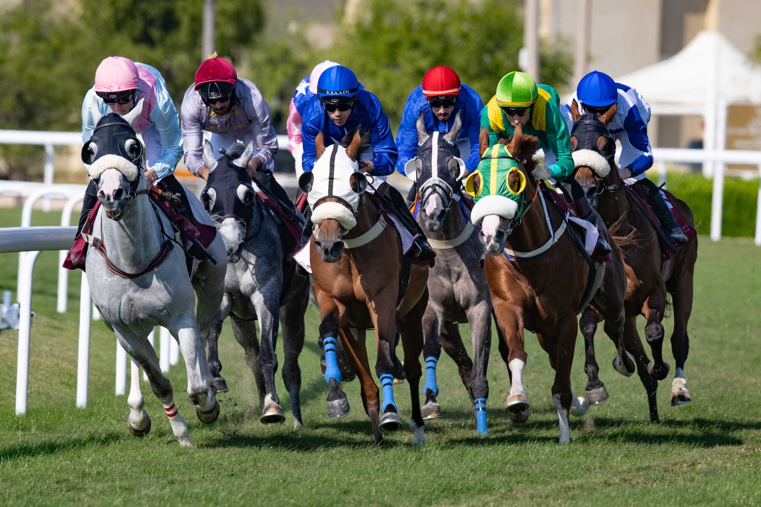 Qatar race cards 27 December at Qatar Racing and Equestrian Club