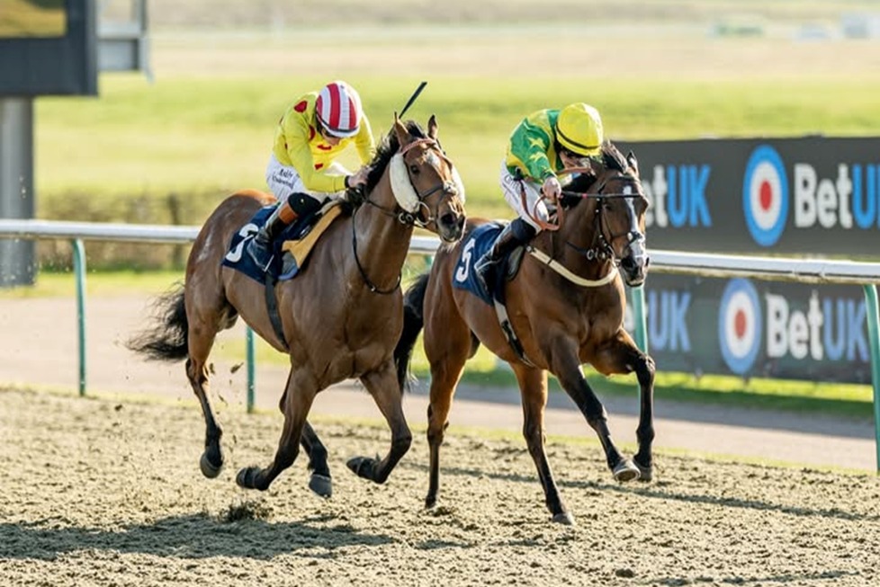 Lingfield Park Race Cards 17 December during a winter all-weather meeting