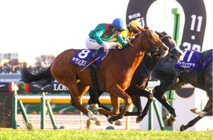 Horses lined up at Deauville Race Cards 13 December