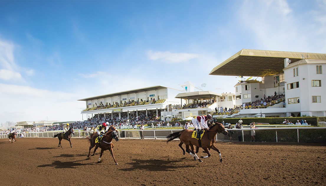 Jebel Ali race cards 13 December – Umm Suqeim Stakes preview