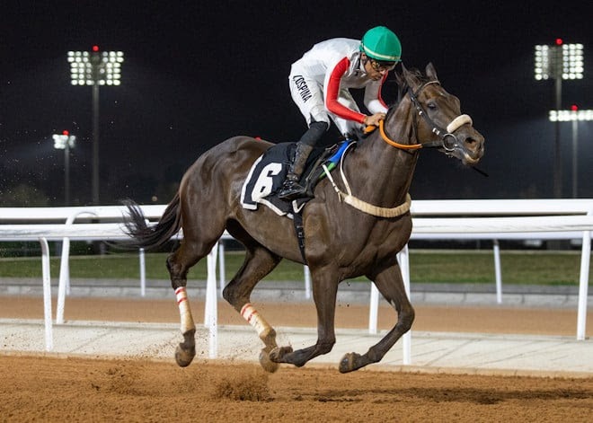 Lelah Doroh preparing for the Saudi Arabia race cards 13 December meeting