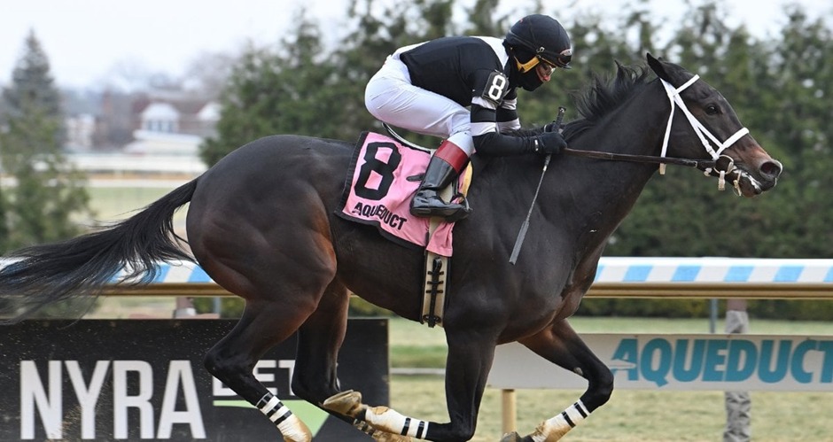 Horses preparing on the Aqueduct dirt track during the Aqueduct racecards 12 December
