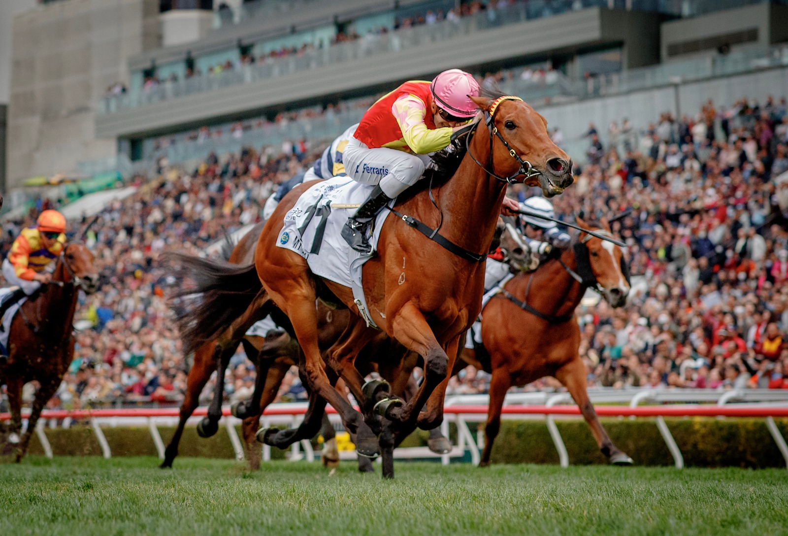 My Wish Hong Kong Mile preparing for Sha Tin race