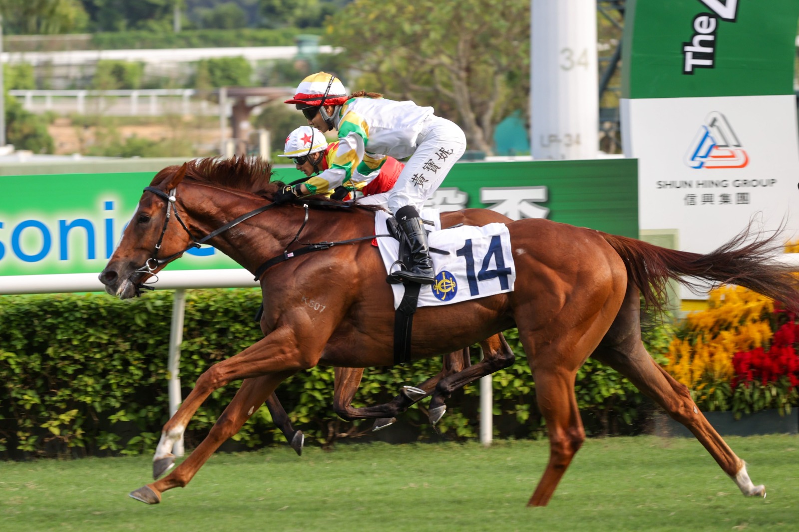 Sagacious Life Derby contender at Sha Tin racecourse