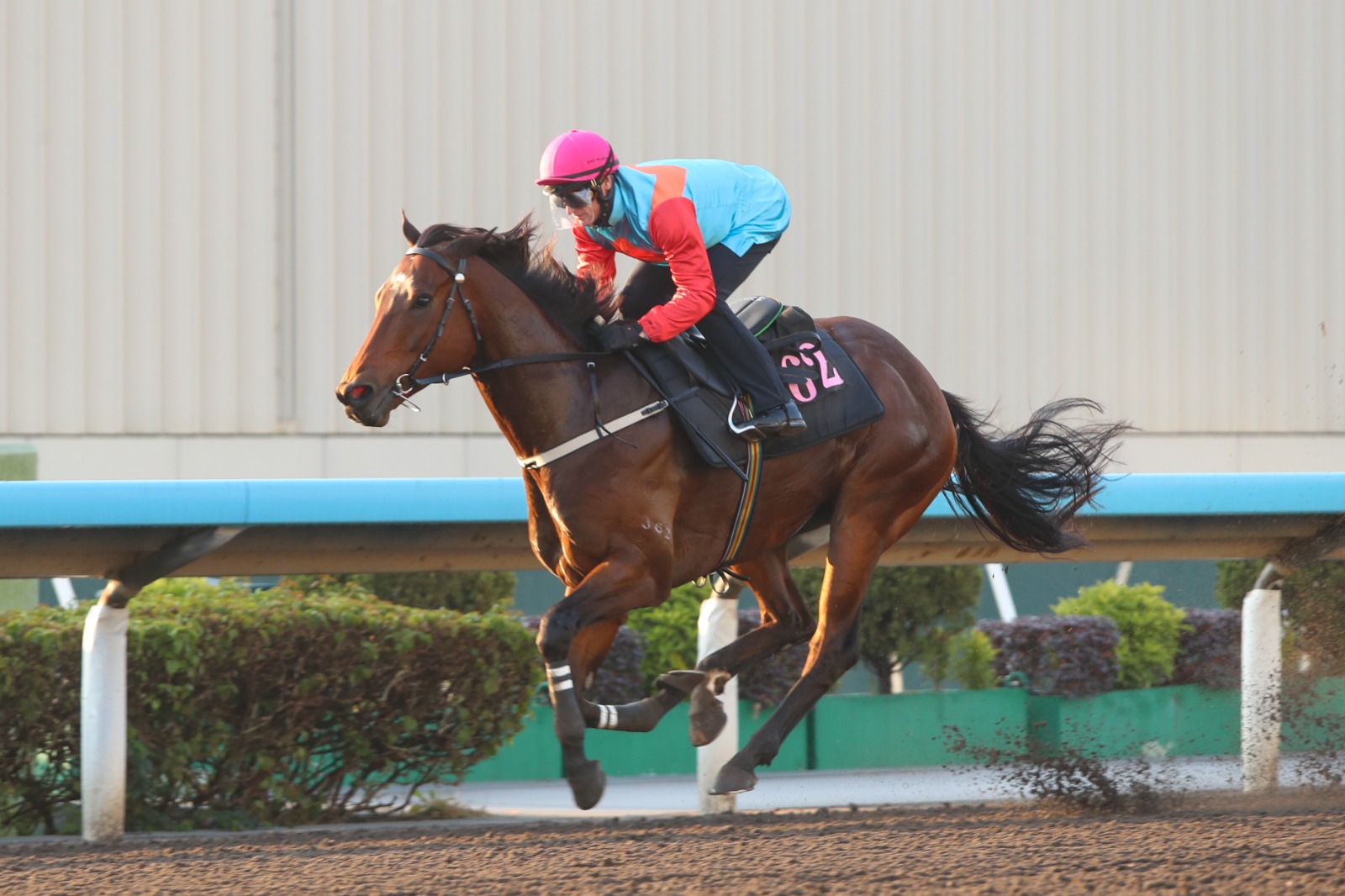 Sha Tin race result 15 January featuring Ka Ying Rising in morning trial