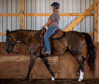 Edinburgh Castle enjoying life after racing at his new home in Ontario