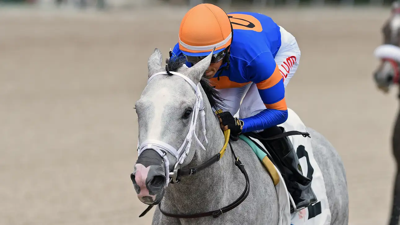 Pegasus World Cup Day program featuring elite runners on championship race day