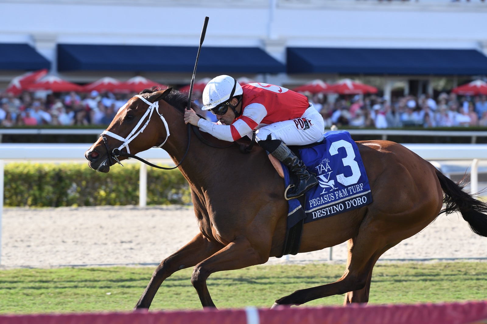 Destino d’Oro winning the Pegasus World Cup Filly and Mare Turf at Gulfstream Park