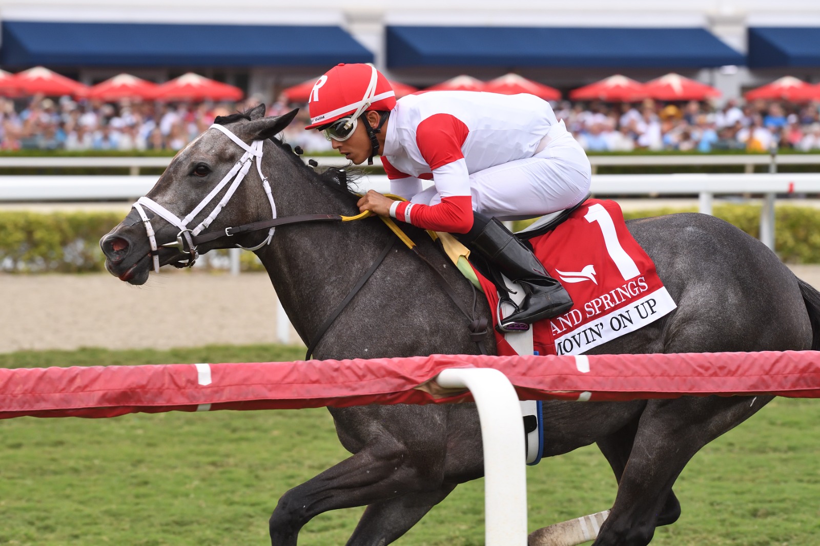 Pegasus World Cup Filly & Mare Turf contenders on the Gulfstream turf