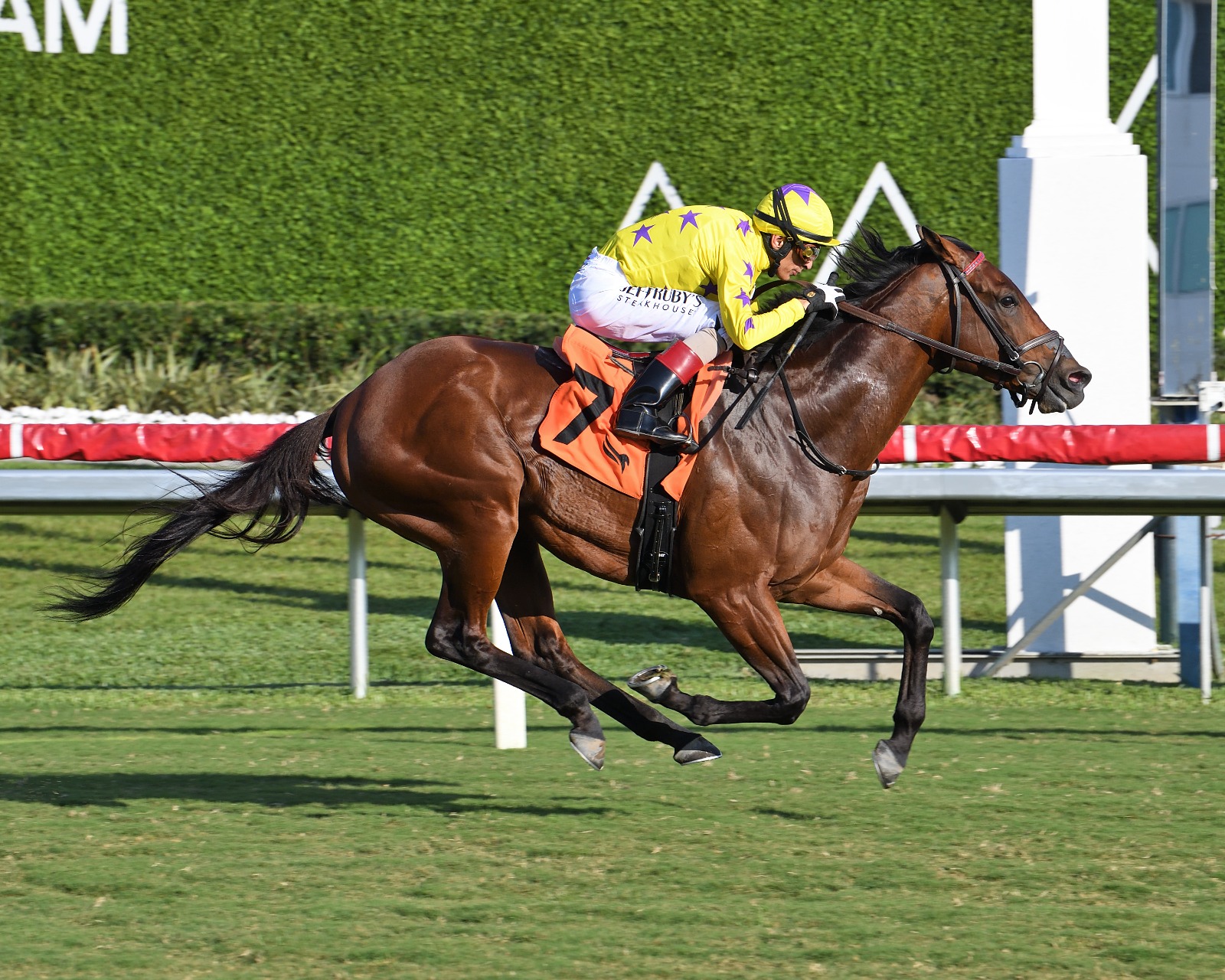 Pegasus World Cup Turf Invitational, One Stripe, international racing, Grade 1 racing, turf racing