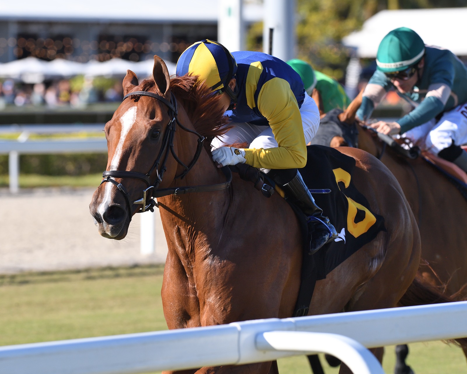 Sister Troienne winning the Ginger Brew Stakes – Gulfstream Park race result 3 January