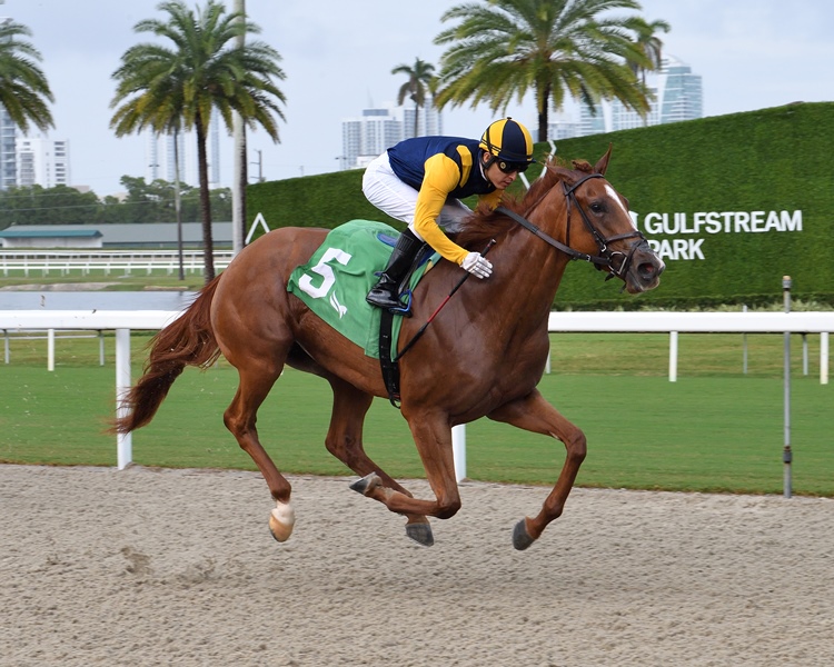 Three-year-old fillies compete in the Ginger Brew at Gulfstream Park