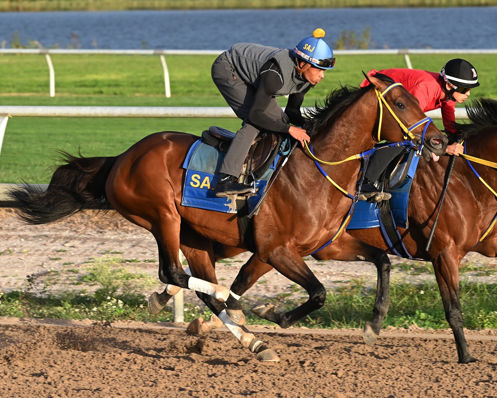 Skippylongstocking preparing for the Pegasus World Cup 2026 at Gulfstream Park