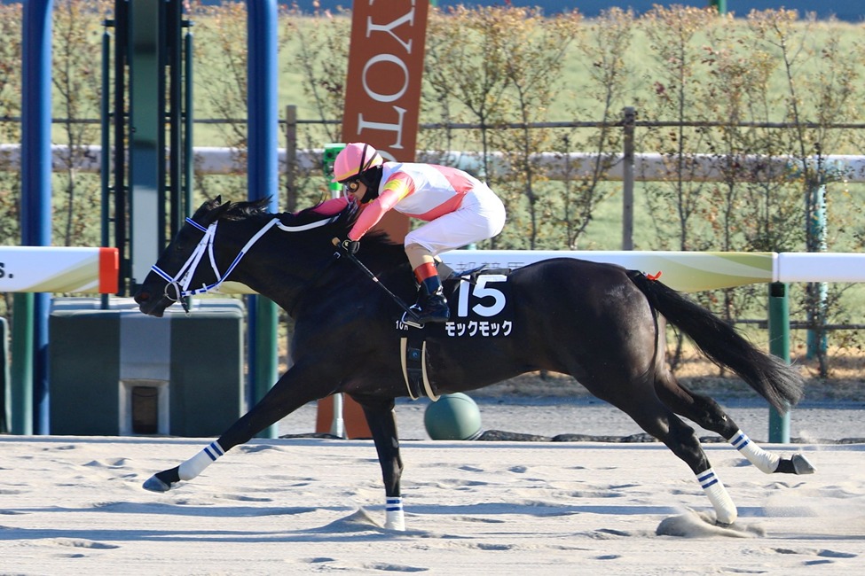 Kyoto Racecards 18 January at Kyoto Racecourse