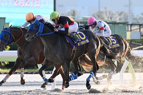 Nakayama Race Cards 18 January with horses preparing for races
