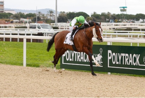 Horses lined up for a race at Chantilly Racecourse