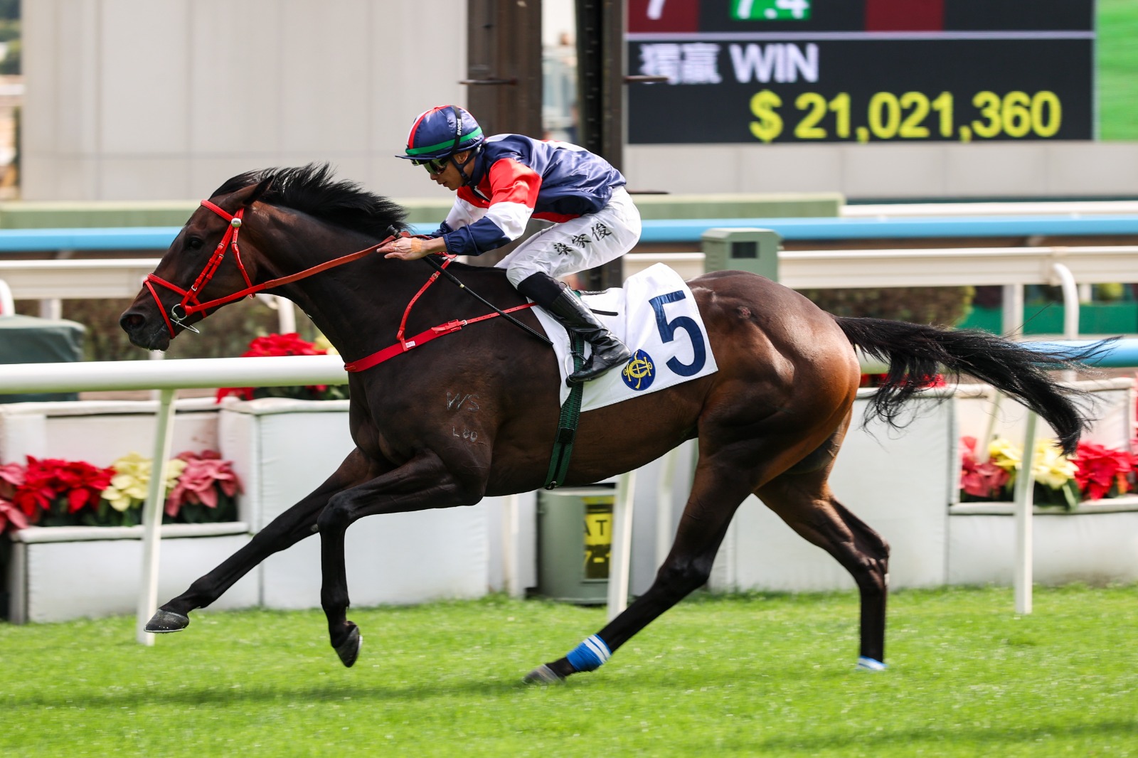 BMW Hong Kong Derby contenders Numbers and Regal Gem in Classic build-up