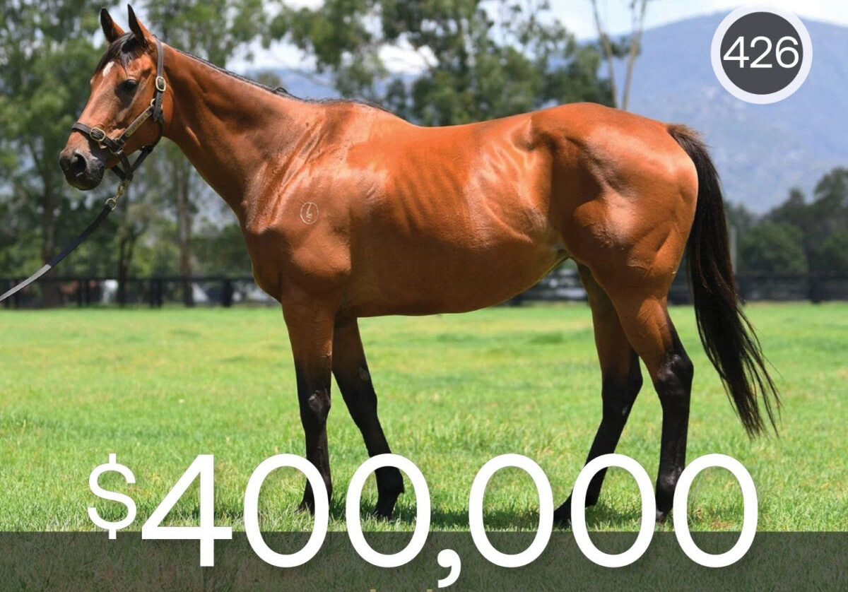 Sliders mare with I Am Invincible colt foal at Inglis Digital 23 January