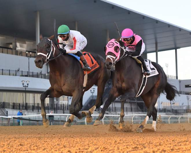 Bishops Bay trained by Brad Cox ahead of the Saudi Cup