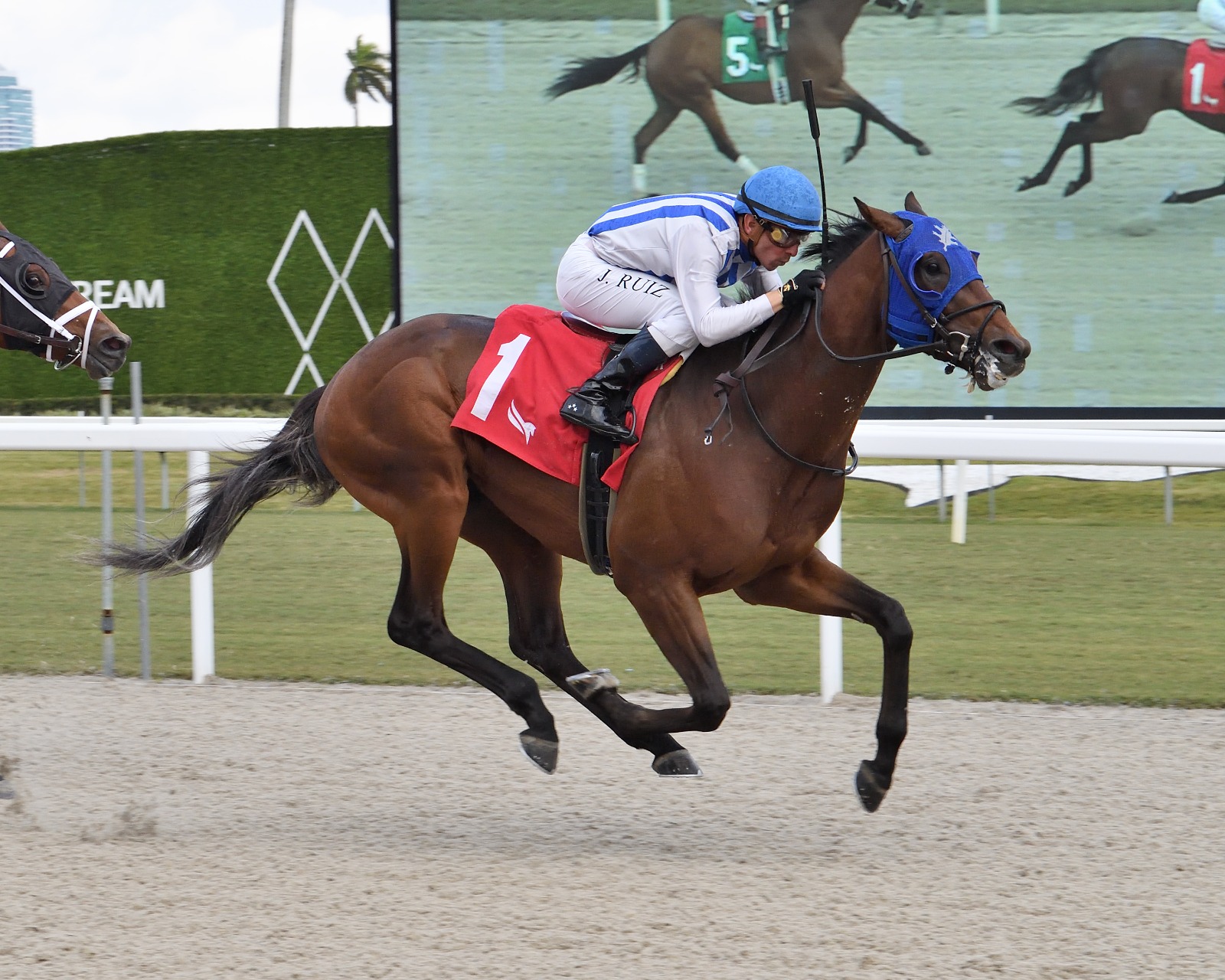 Chaos Agent winning on debut at Gulfstream Park