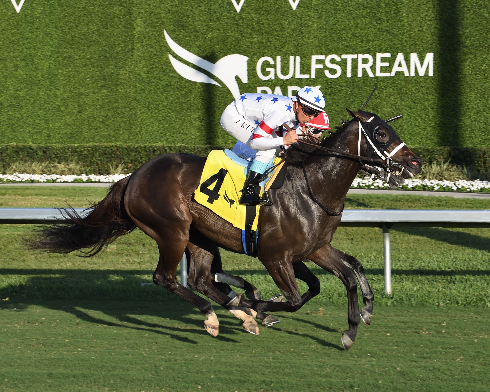 Crevalle d’Oro competing on turf ahead of the Honey Fox Stakes 2026 at Gulfstream Park