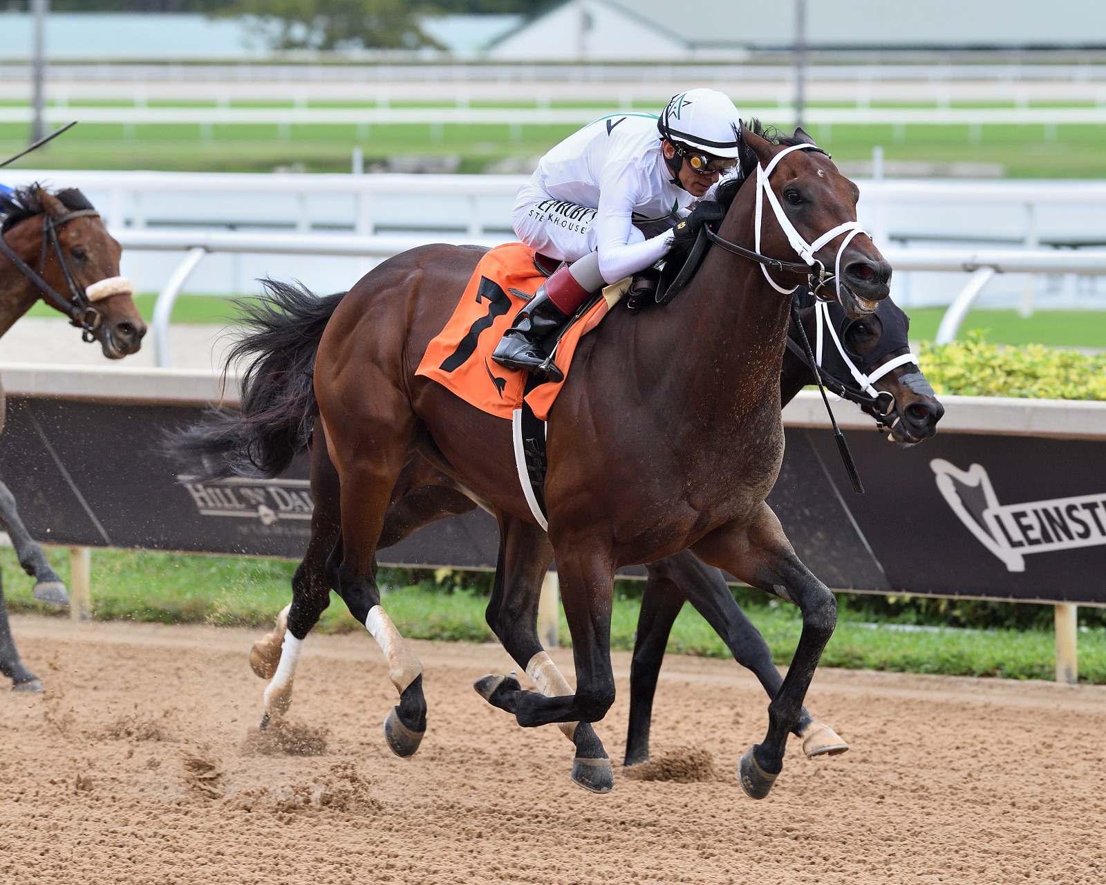 Commandment prepares for the Coolmore Fountain of Youth Stakes at Gulfstream Park