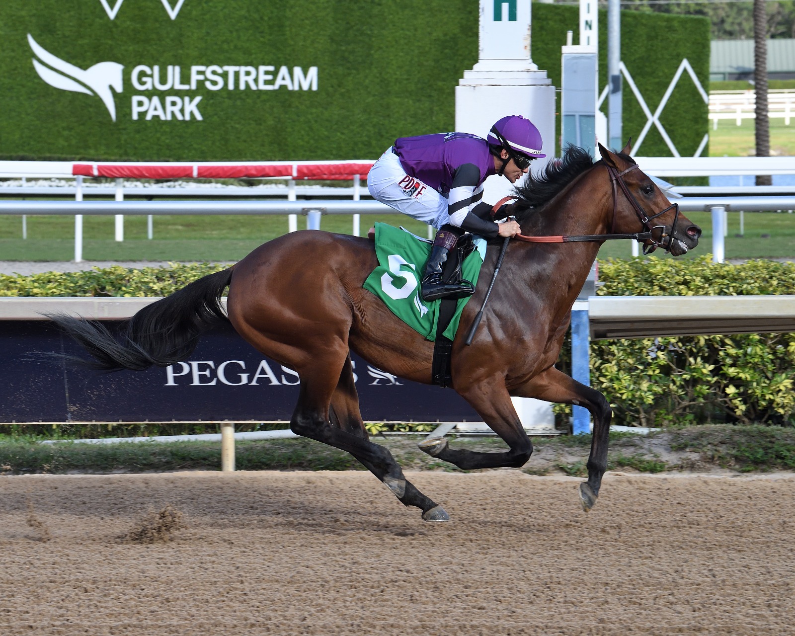 Horses competing in the Coolmore Fountain of Youth (G2) at Gulfstream Park
